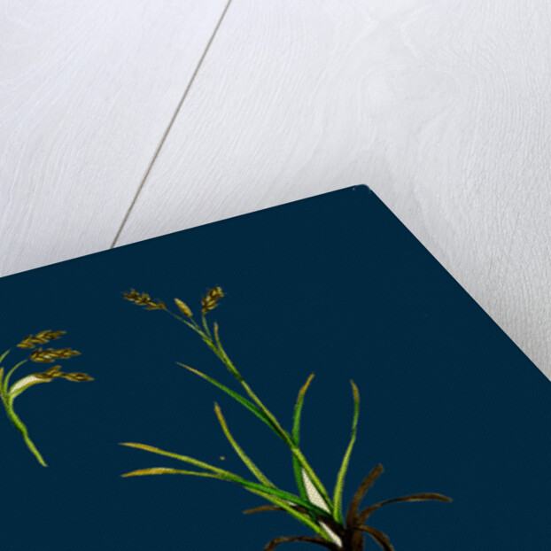 Carex Capillaris; Capillary Sedge by Anonymous