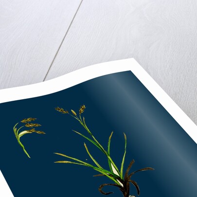 Carex Capillaris; Capillary Sedge by Anonymous