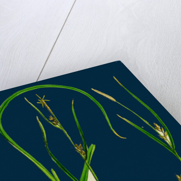 Carex Depauperata; Starved Wood Sedge by Anonymous