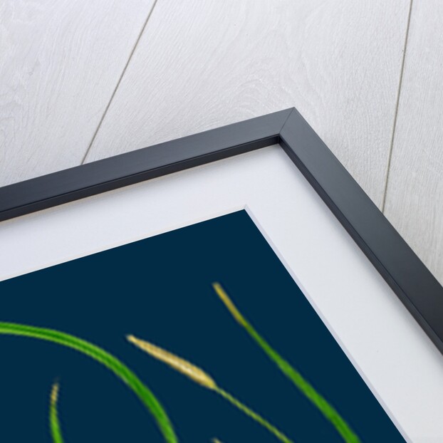 Carex Depauperata; Starved Wood Sedge by Anonymous