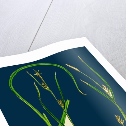 Carex Depauperata; Starved Wood Sedge by Anonymous