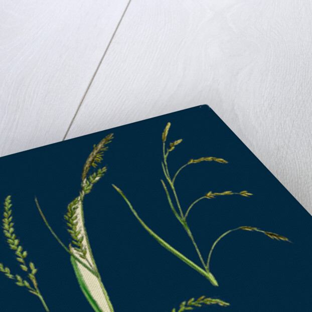 Carex Sylvatica; Pendulous Wood Sedge by Anonymous