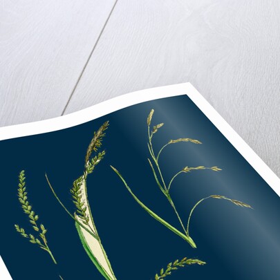 Carex Sylvatica; Pendulous Wood Sedge by Anonymous