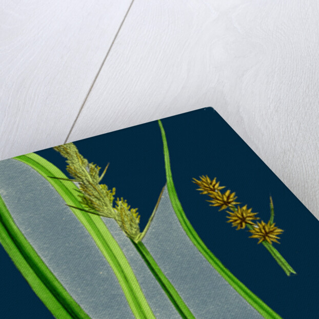 Carex Vulpina; Great Sedge by Anonymous