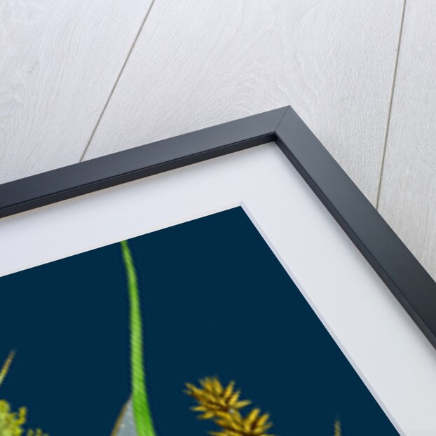 Carex Vulpina; Great Sedge by Anonymous