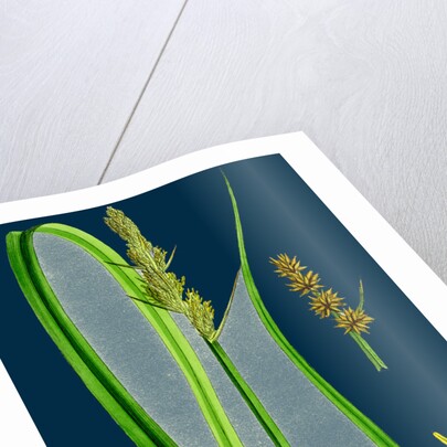 Carex Vulpina; Great Sedge by Anonymous