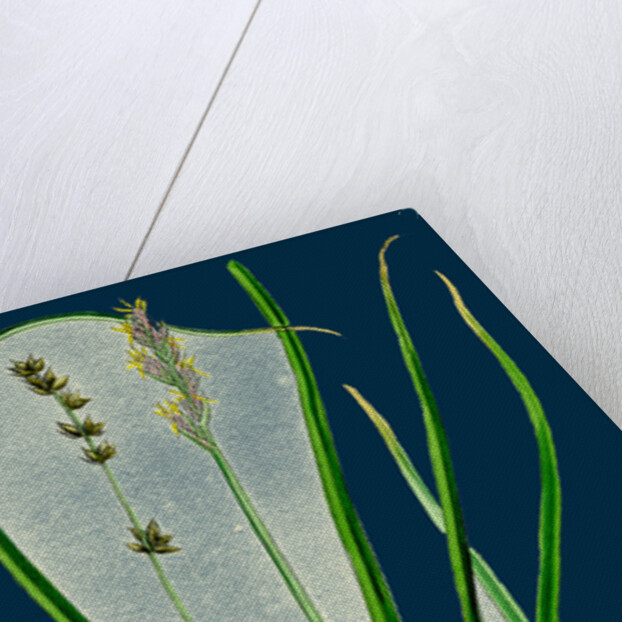 Carex Divulsa; Grey Sedge by Anonymous