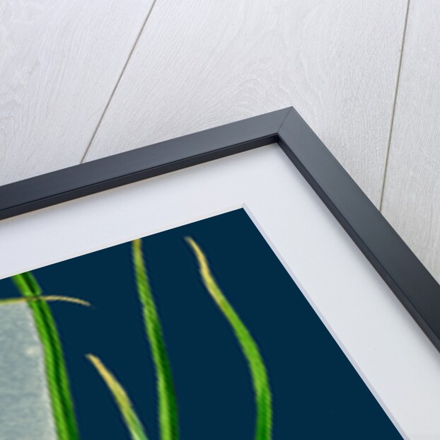 Carex Divulsa; Grey Sedge by Anonymous