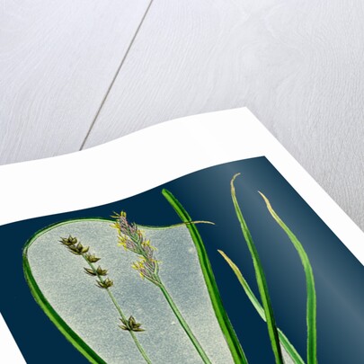 Carex Divulsa; Grey Sedge by Anonymous