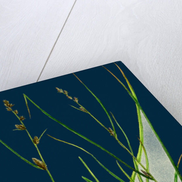 Carex Remota; Distant-Spiked Sedge by Anonymous