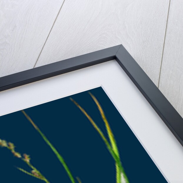 Carex Remota; Distant-Spiked Sedge by Anonymous