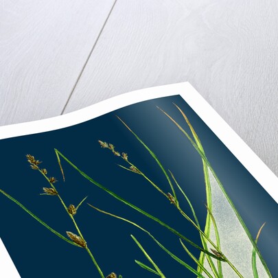 Carex Remota; Distant-Spiked Sedge by Anonymous