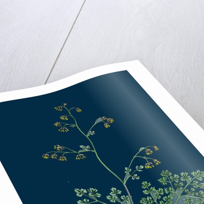 Botanical Illustration by Anonymous