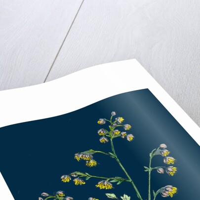 Thalictrum Minus, Montanum; Lesser Meadow Rue, Var. B. by Anonymous