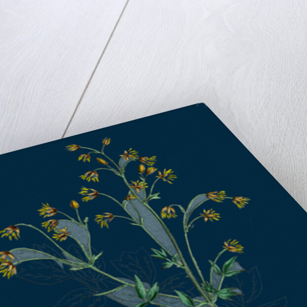 Thalictrum Flexuosum; Zigzag Meadow Rue by Anonymous