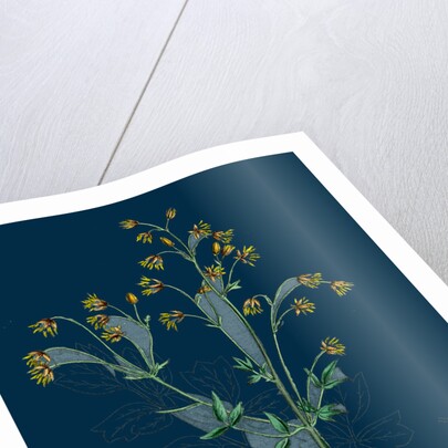 Thalictrum Flexuosum; Zigzag Meadow Rue by Anonymous