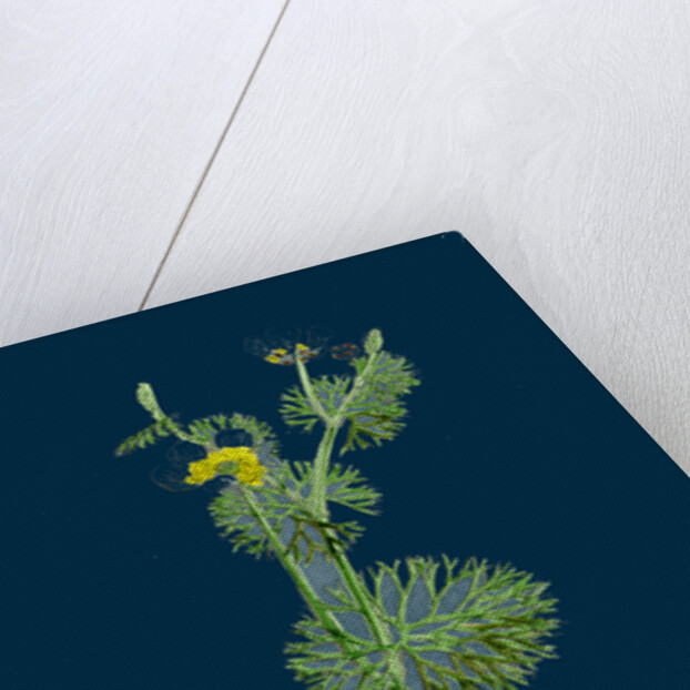 Ranunculus Circinatus; Rigid-Leaved Water-Crowfoot by Anonymous