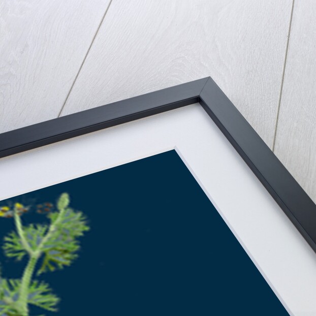 Ranunculus Circinatus; Rigid-Leaved Water-Crowfoot by Anonymous