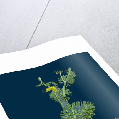 Ranunculus Circinatus; Rigid-Leaved Water-Crowfoot by Anonymous