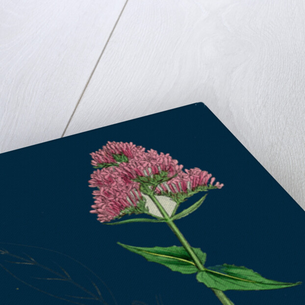 Centranthus Ruber; Red Valerian by Anonymous