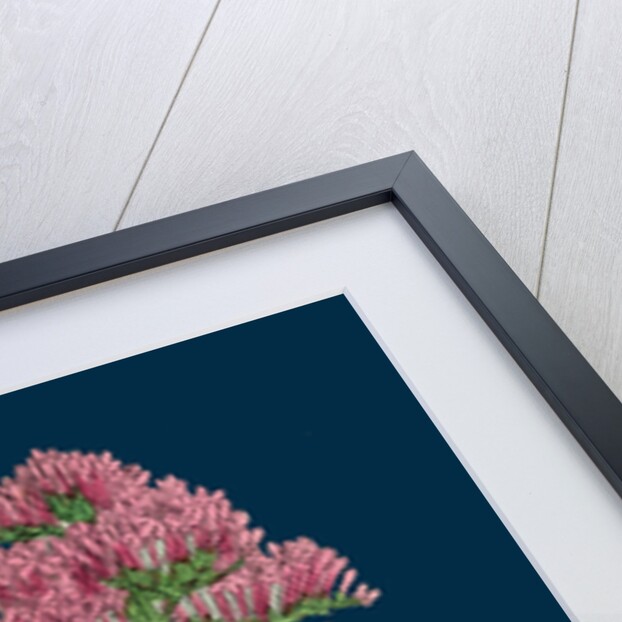 Centranthus Ruber; Red Valerian by Anonymous