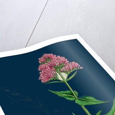 Centranthus Ruber; Red Valerian by Anonymous