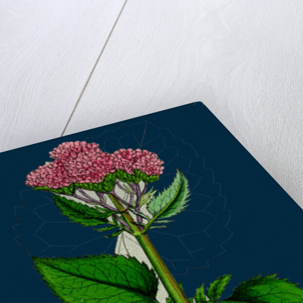 Valeriana Pyrenaica; Heart-Leaved Valerian by Anonymous