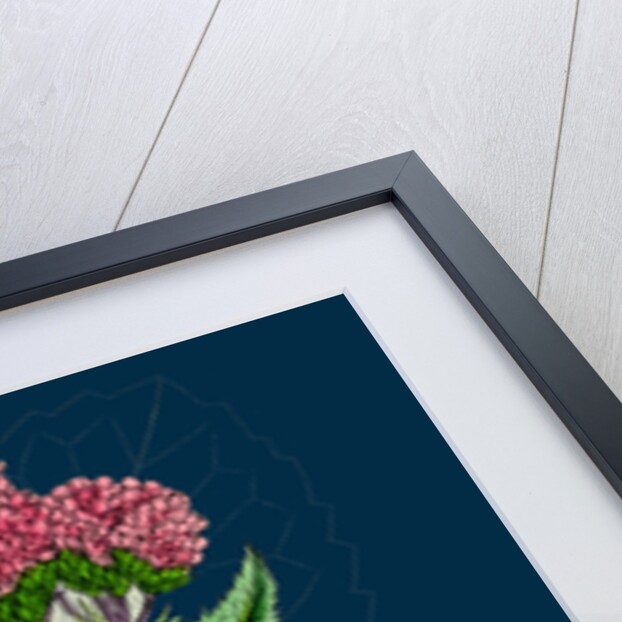 Valeriana Pyrenaica; Heart-Leaved Valerian by Anonymous