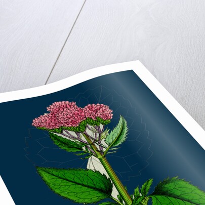 Valeriana Pyrenaica; Heart-Leaved Valerian by Anonymous