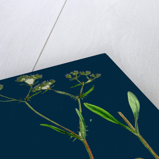 Valerianella Auricula; Sharp-Fruited Lamb's-Lettuce by Anonymous