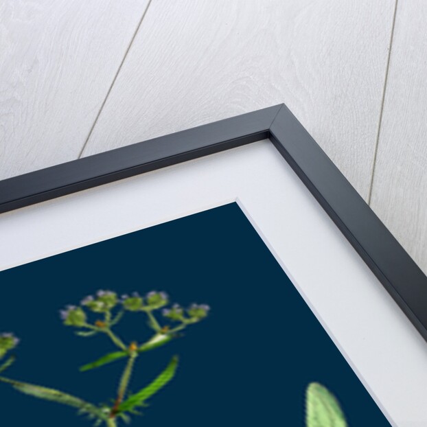 Valerianella Auricula; Sharp-Fruited Lamb's-Lettuce by Anonymous