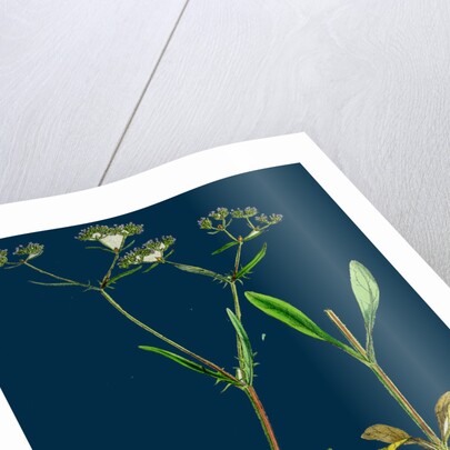 Valerianella Auricula; Sharp-Fruited Lamb's-Lettuce by Anonymous