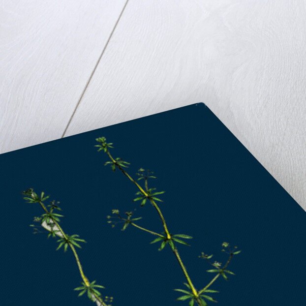 Galium Anglicum; Wall Bedstraw by Anonymous