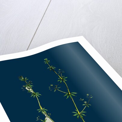 Galium Anglicum; Wall Bedstraw by Anonymous