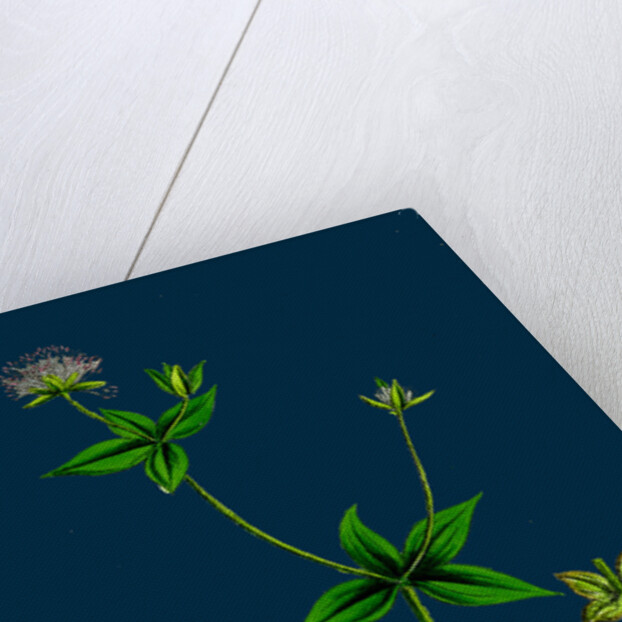 Asperula Taurina; Four-Leaved Woodruff by Anonymous