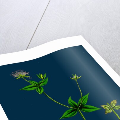 Asperula Taurina; Four-Leaved Woodruff by Anonymous