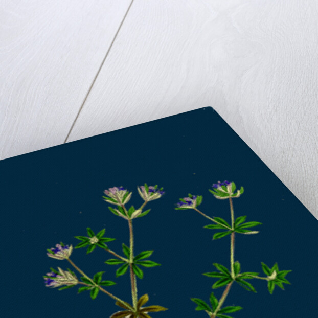 Sherardia Arvensis; Blue Field Madder by Anonymous