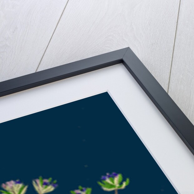 Sherardia Arvensis; Blue Field Madder by Anonymous