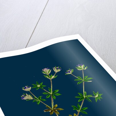 Sherardia Arvensis; Blue Field Madder by Anonymous