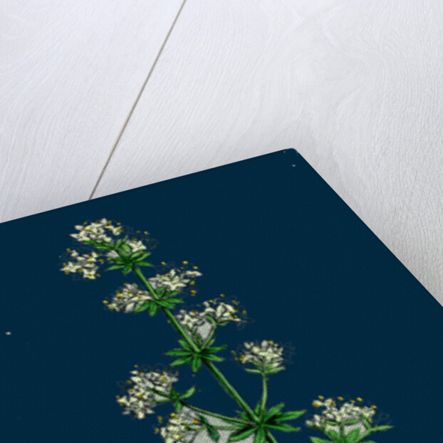 Galium Elatum; Common Great Bedstraw by Anonymous