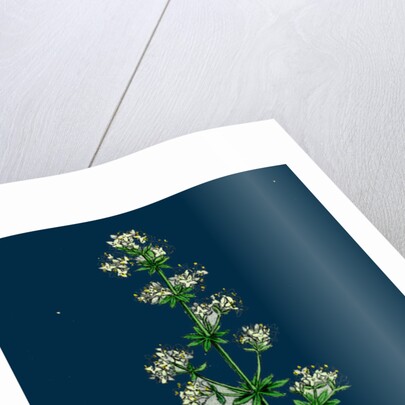 Galium Elatum; Common Great Bedstraw by Anonymous