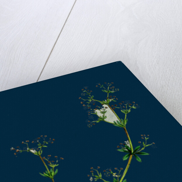 Galium Saxatile; Heath Bedstraw by Anonymous