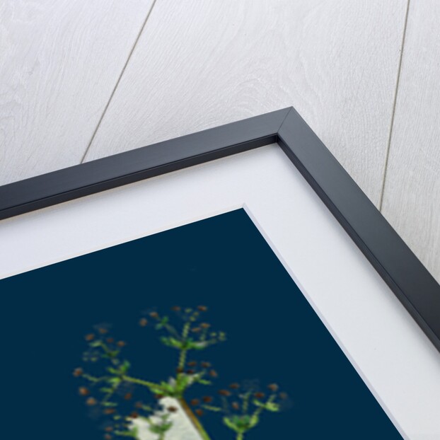 Galium Saxatile; Heath Bedstraw by Anonymous