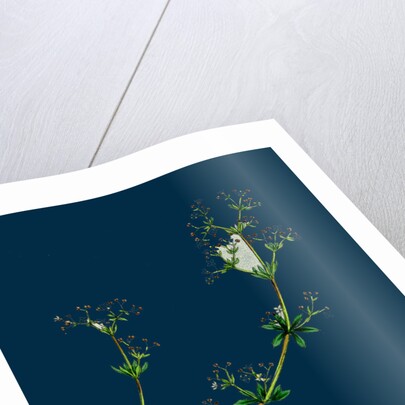 Galium Saxatile; Heath Bedstraw by Anonymous