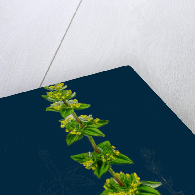 Galium Cruciatum; Mugwort by Anonymous