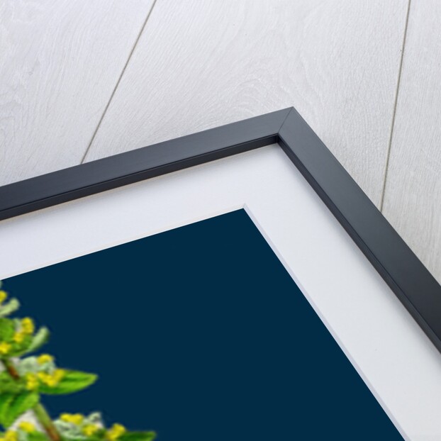 Galium Cruciatum; Mugwort by Anonymous