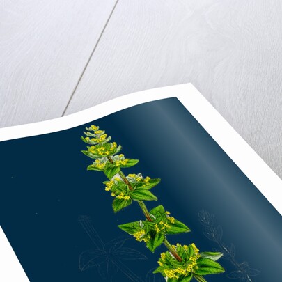 Galium Cruciatum; Mugwort by Anonymous