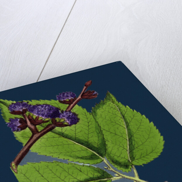 Ulmus Montana; Broad-Leaved Elm by Anonymous