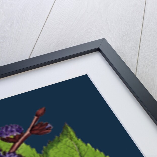 Ulmus Montana; Broad-Leaved Elm by Anonymous