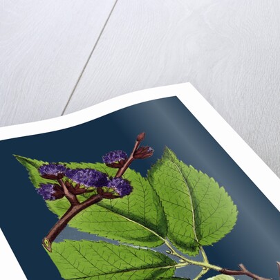 Ulmus Montana; Broad-Leaved Elm by Anonymous